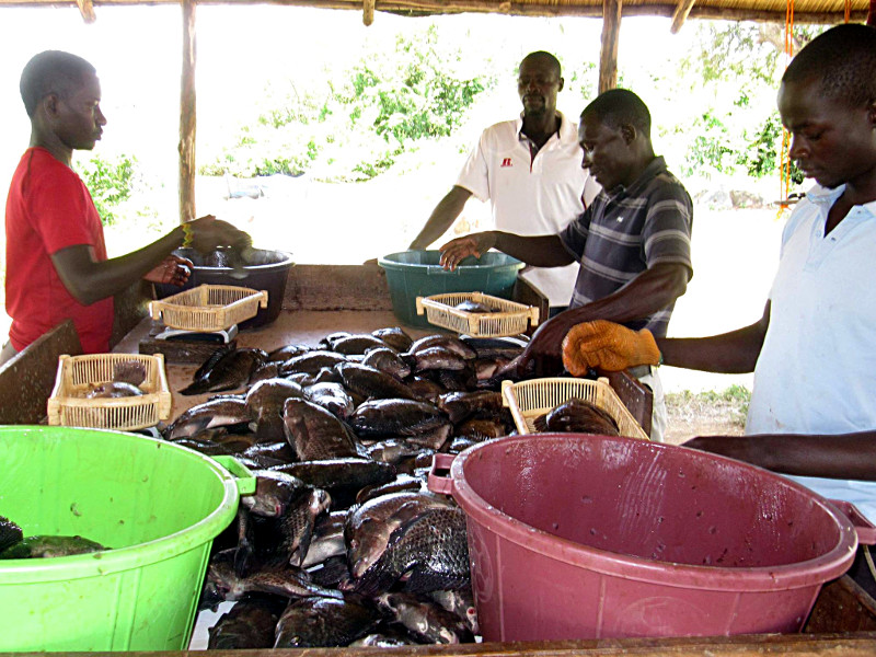 Harvesting African Blue - Poa Tilapia